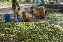 Siddaramaiah Puts Mango Matchup With Andhra In Centre's 'Aambit', Seeks Urgent Intervention