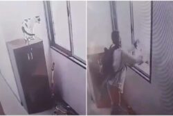Mumbai Man Throws Cat Off From 9th Floor Of Building, CCTV Video Emerges