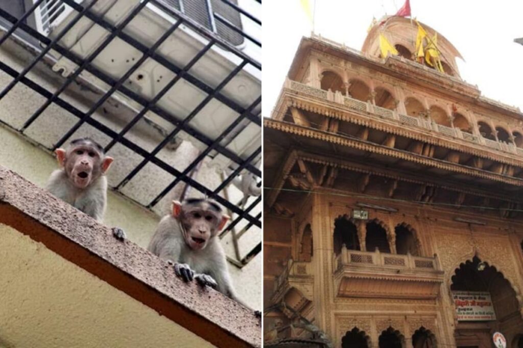 Monkey Turns Thief, Snatches Bag With Rs 20 Lakh Jewellery Near Banke Bihari Temple
