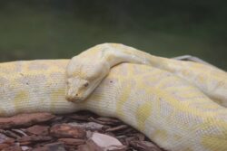 Man Held At Mumbai Airport For Smuggling 16 Exotic Snakes Hidden in Chocolate Boxes
