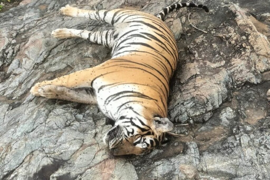 5 Tigers Found Dead In Karnataka, Sparking Outcry Over Unpaid Forest Staff And Lax Surveillance
