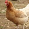 What Is Section 325 Of BNS? How A Hen's Death Triggered Fear In Bihar's Siwan