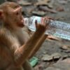 Kerala High Court Bans Single-Use Plastics At 10 Hilly Tourist Destinations