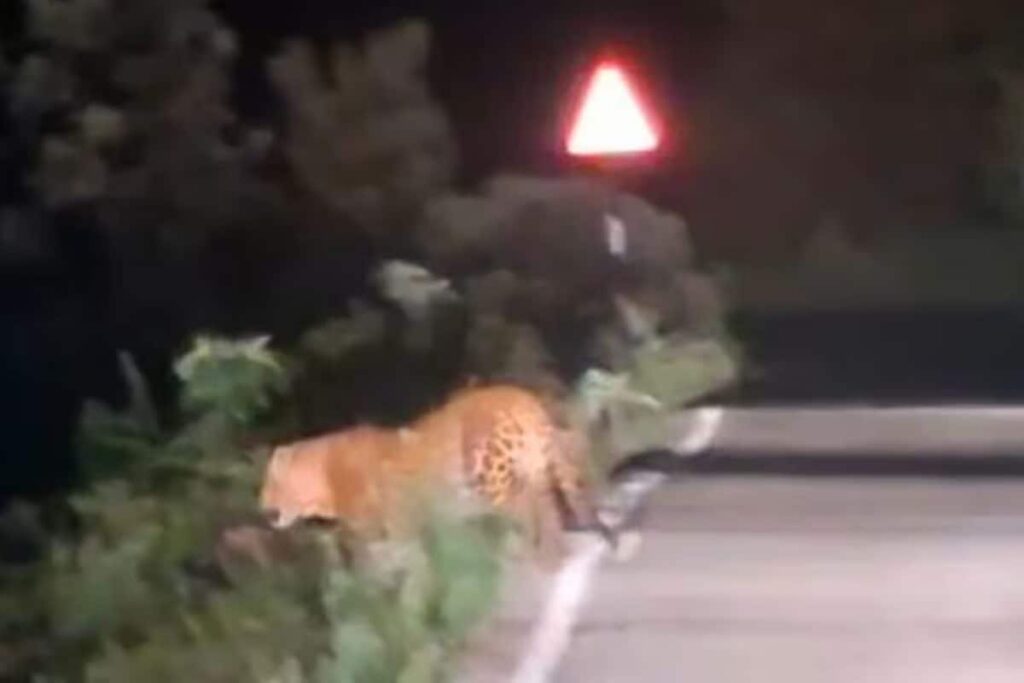 Leopard Walks Through Tamil Nadu Village Road At Night, Panic Grips Locals