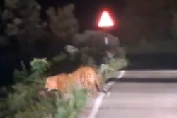 Leopard Walks Through Tamil Nadu Village Road At Night, Panic Grips Locals