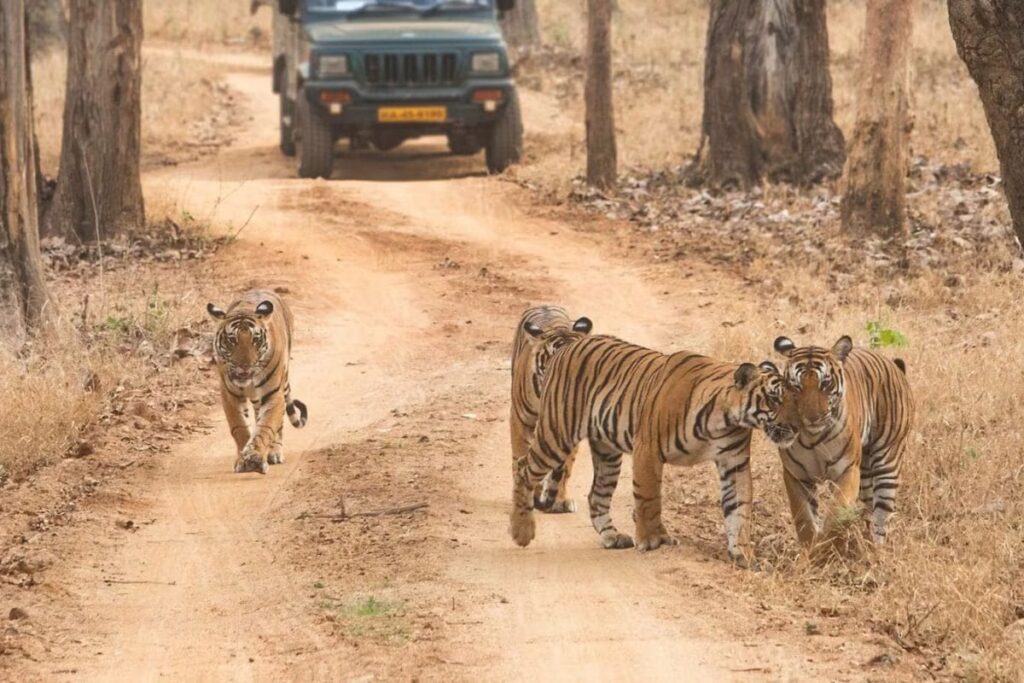 Rajasthan's Sariska Tiger Reserve Under Threat As Mining Push Prompts Boundary Shift