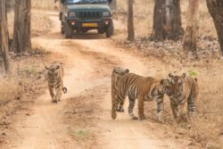 Rajasthan's Sariska Tiger Reserve Under Threat As Mining Push Prompts Boundary Shift