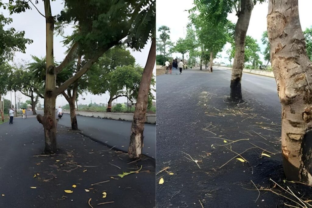 Bihar’s Rs 100-Crore Road Has One Flaw. Trees Still Stand In Middle
