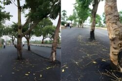 Bihar’s Rs 100-Crore Road Has One Flaw. Trees Still Stand In Middle