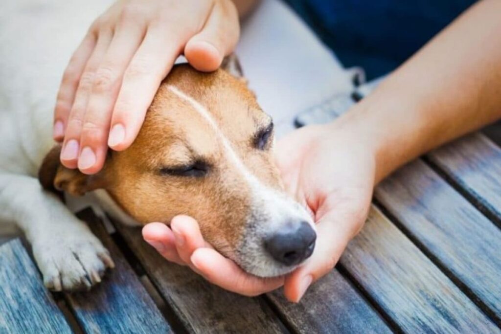Dogged Deception: Thief Befriends Family Pet To Pull Off Shocking Robbery In Khandwa