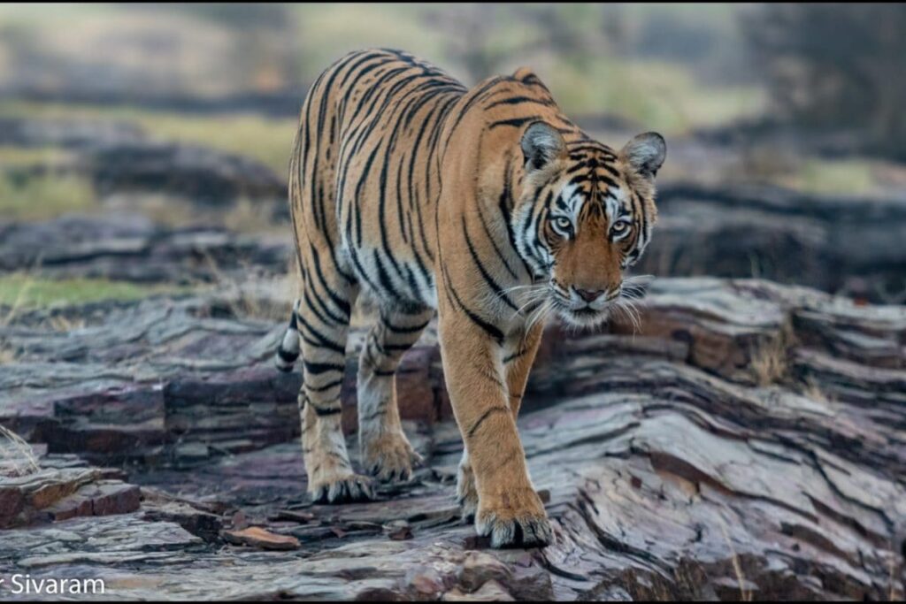 'Rest In Peace, Arrowhead': Ranthambore's Fearless Tigress Dies Hours After Daughter's Relocation