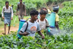 Crisis Brews For Premium Orthodox Assam Tea As Israel-Iran Conflict Hits Exports