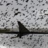 Why Dead Chickens Are Launched Into Aircraft Engines During Testing | Explained