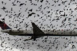 Why Dead Chickens Are Launched Into Aircraft Engines During Testing | Explained