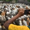 Govt Cracks Down On Animal Antibiotics, Tightens Oversight On Drug Sales & Imports
