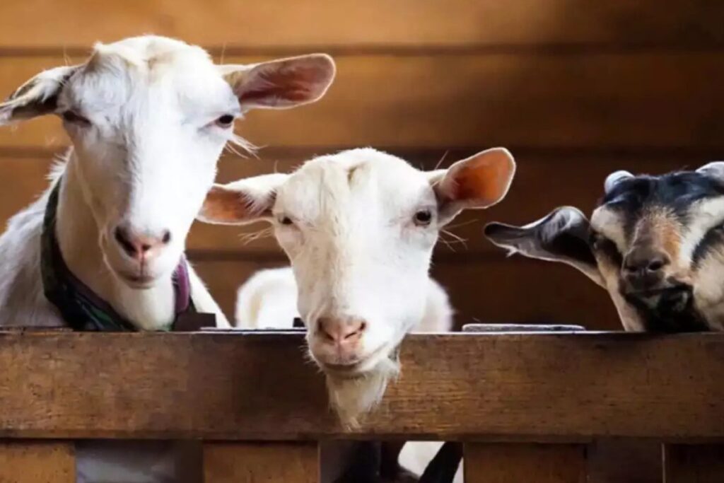 Maharashtra Govt Withdraws Ban On Livestock Markets Ahead Of Bakri Eid