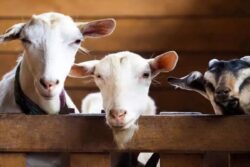 Maharashtra Govt Withdraws Ban On Livestock Markets Ahead Of Bakri Eid