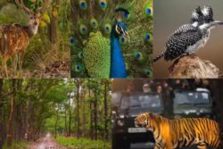 All Tiger Reserves And National Parks In UP To Be Closed From June 15; Check Reopening Date