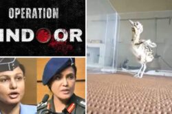 Sindoor, Sophia: Rajasthan Names Great Indian Bustard Chicks After Milestones, Officers Of Operation