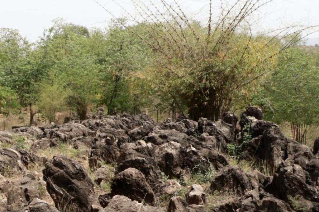 UP’s Salkhan Fossils Park Gains Global Spotlight With UNESCO Heritage Sites Nomination