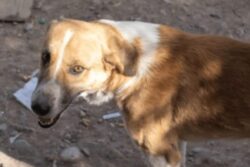 Torn Flesh, Visible Bones: Boy, 13, Mauled To Death By Stray Dogs In Bihar’s Samastipur