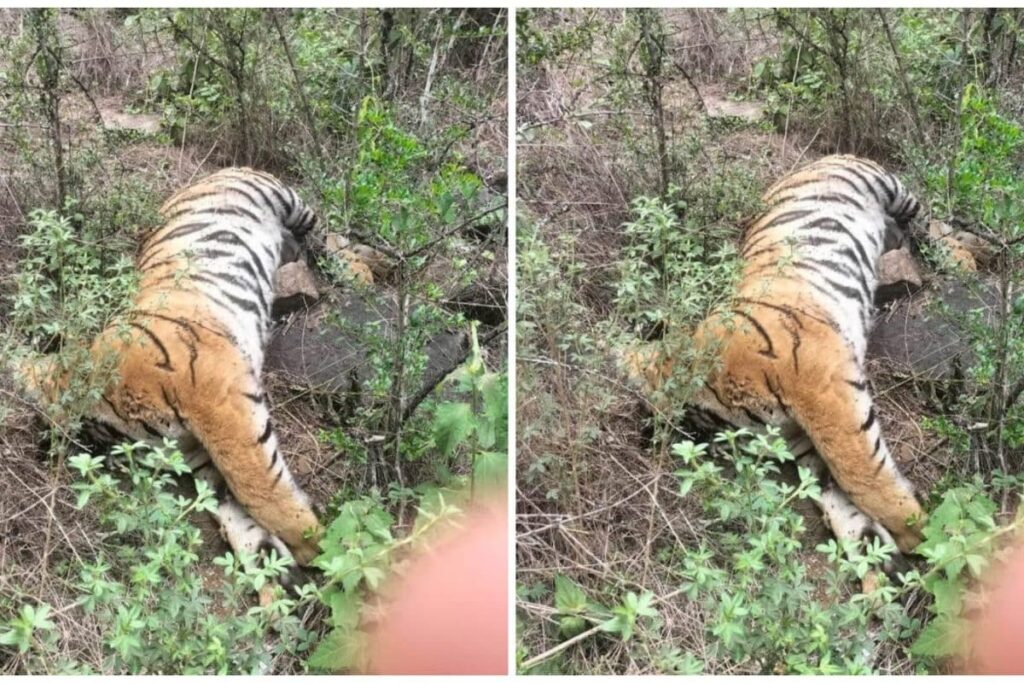 Probe Launched After Tigress, Four Cubs Found Dead In Karnataka Forest