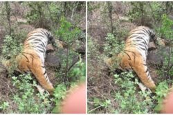 Probe Launched After Tigress, Four Cubs Found Dead In Karnataka Forest