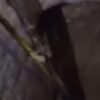 Jaipur Man Digs 25-Feet Underground Tunnel To Steal Diesel | Video