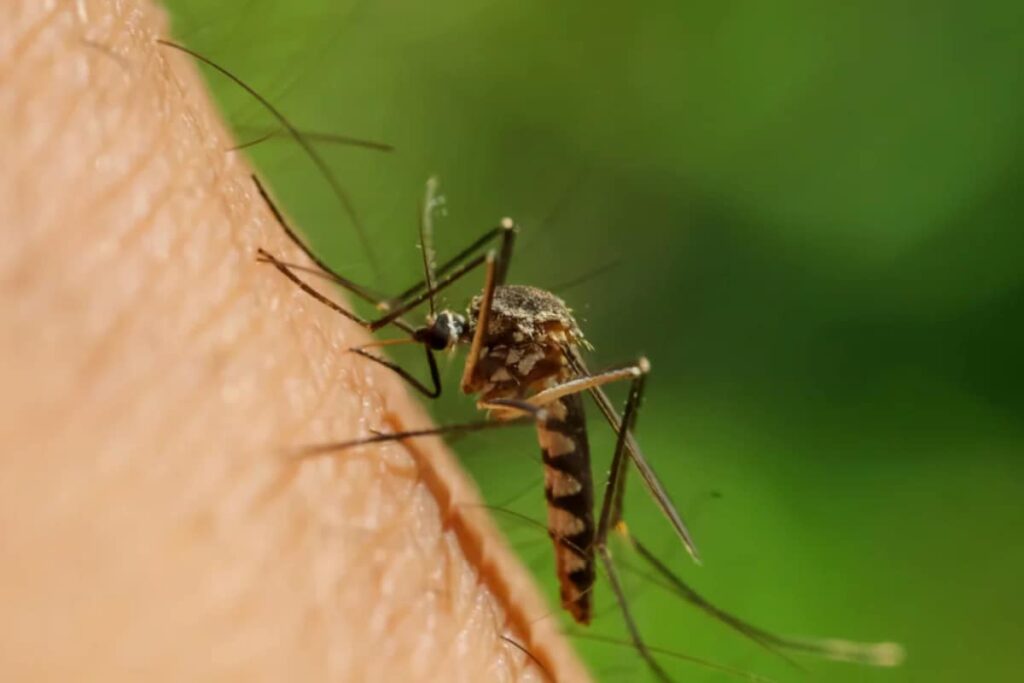 Mumbai Sees Spike In Malaria, Chikungunya; Water-Borne Diseases Dip: BMC