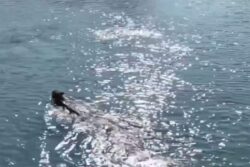 'Being Monitored And Guided': Forest Officer Shares Drone Footage Of Leopard Swimming