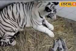 International Tiger Day: Meet Mohan, World’s First White Tiger, Who Fasted Every Sunday