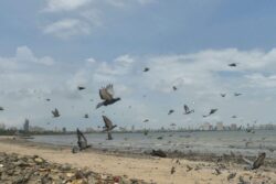 Are Pigeons Making You Sick? Why Mumbai Is Closing All 51 'Kabootar Khanas'