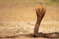 1-Year-Old Child Bites Cobra To Death In Bihar Village