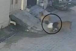 Kid Attacked By Pack of Stray Dogs In UP’s Kushinagar | Video