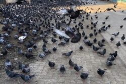 Feeding Pigeons In Mumbai Now Can Land You In Legal Trouble. Here’s Why