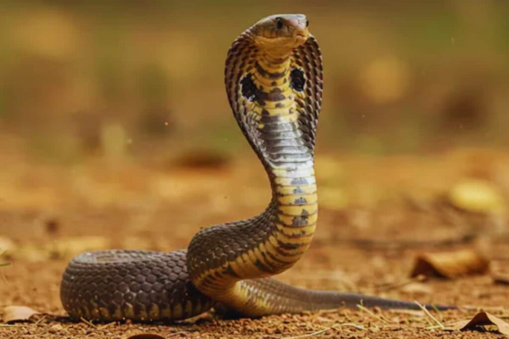 Snake Rescuer, Carrying Cobra Around His Neck, Dies After It Bites Him In MP's Guna