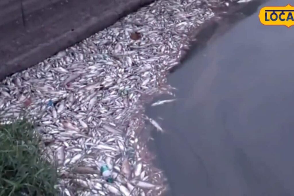 Fish Worth Rs 20 Lakh Found Dead In Bihar's Sher Shah Suri Tomb Pond, Farmer Alleges Poisoning