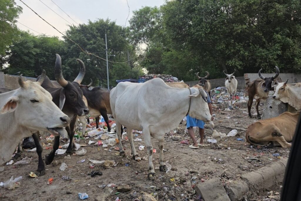 'Want To Build Disneyland?': Ex-Jet Airways CEO Shares Photos Of Garbage On Gurgaon's Streets