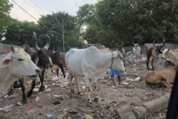 'Want To Build Disneyland?': Ex-Jet Airways CEO Shares Photos Of Garbage On Gurgaon's Streets