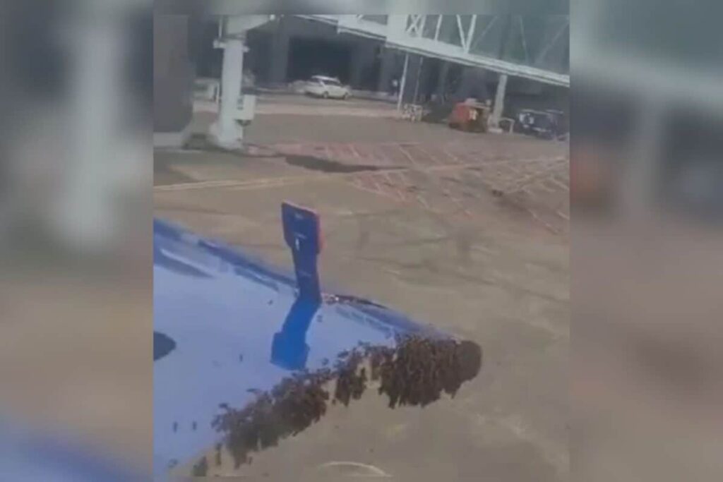 Bee Swarm Disrupts IndiGo Flight Ops At Surat Airport, Delays Take-Off By 1 Hour
