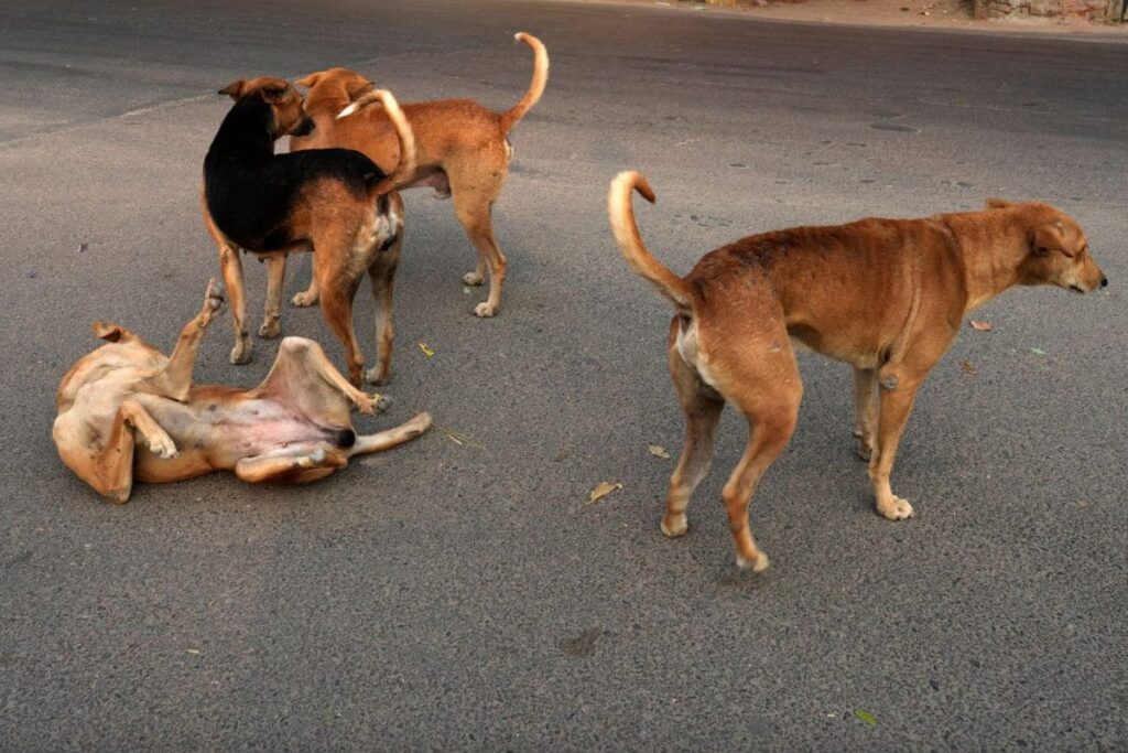 'All Space For Animals, None For Humans': SC Asks Petitioner Why He Doesn't Feed Strays At Home