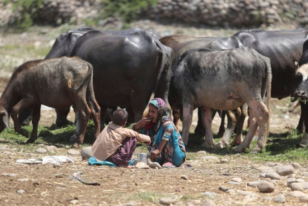 Cattle Virus Surges, Yet Goat Vaccine Used Despite India’s Own Breakthrough Shot