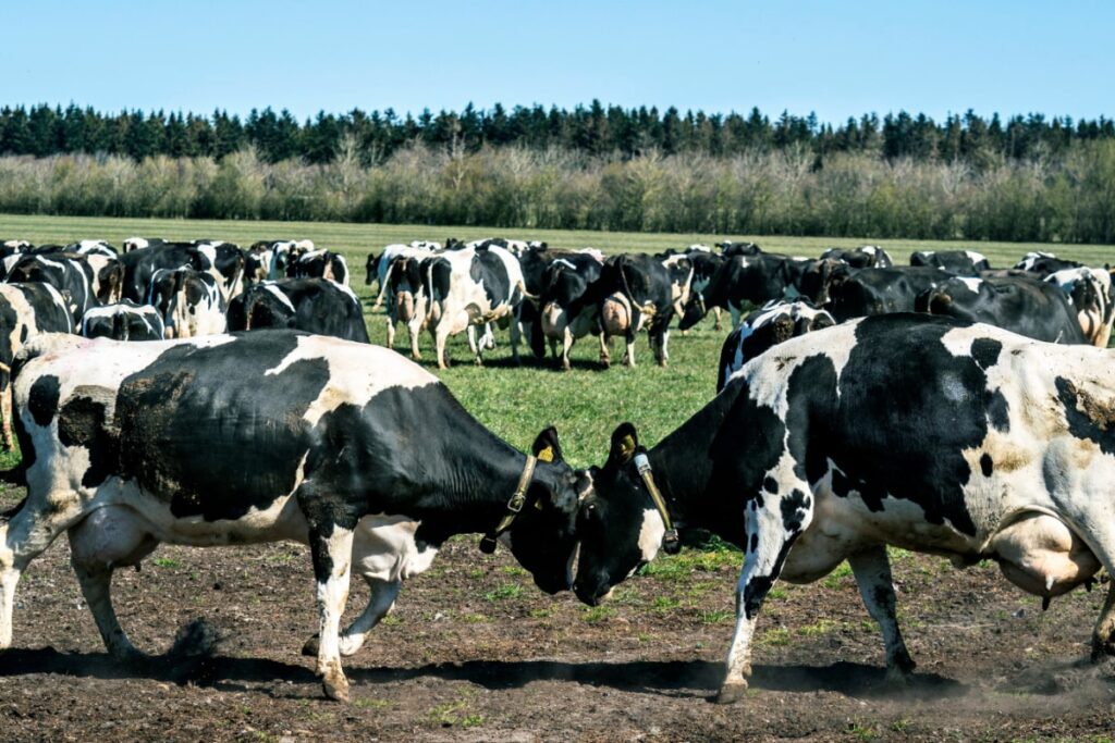 Non-Veg Milk: What Is This Latest Controversy Between India And US? | Explained