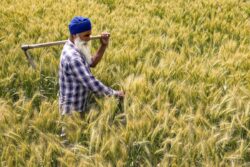 India-UK FTA: Why India’s Farmers Will Be The Biggest Winners In Historic Trade Deal