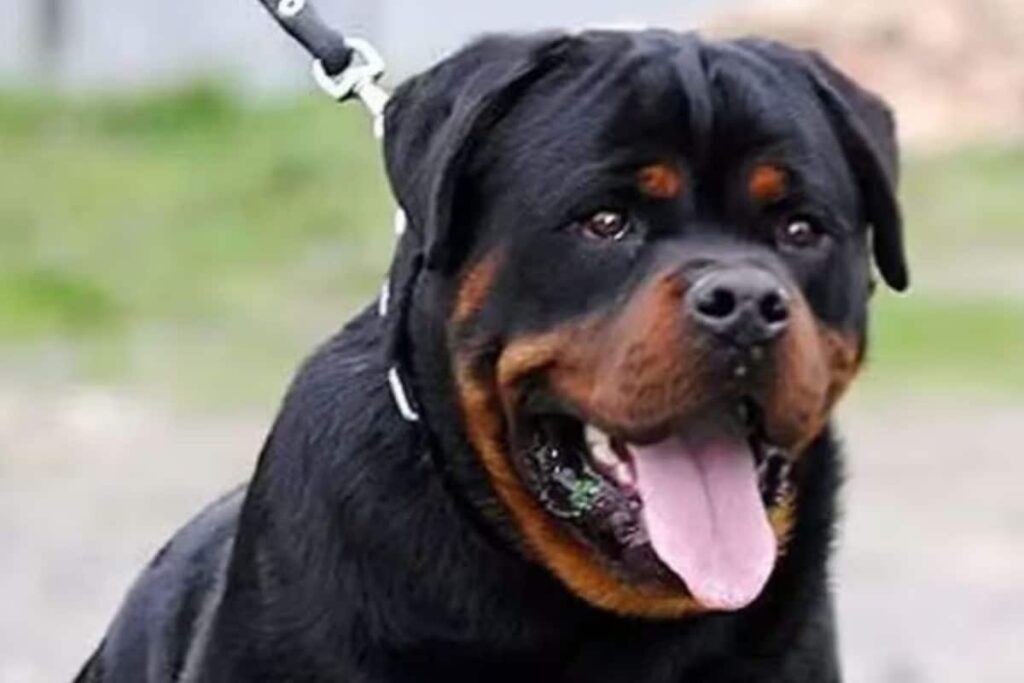 ‘Rottweilers Bit Her Face, Legs, Ear, Arm, Bone Crushed’: Dehradun Woman, 75, Battles For Life