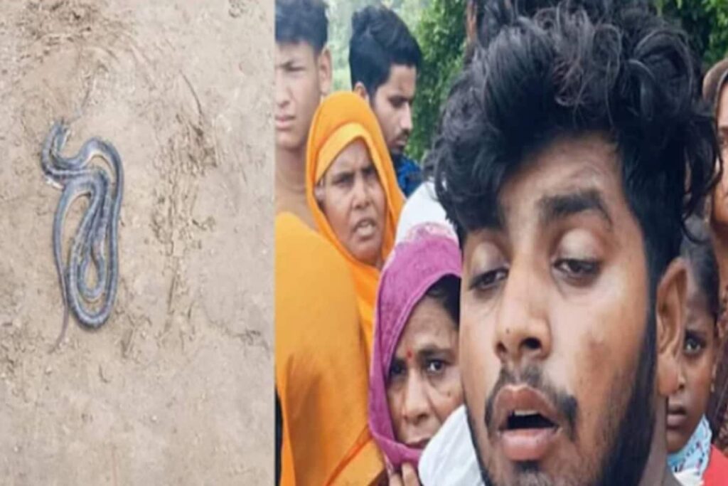 Another Naag-Naagin Tale: UP Woman Kills Two Snakes After One Follows Husband To His Bed