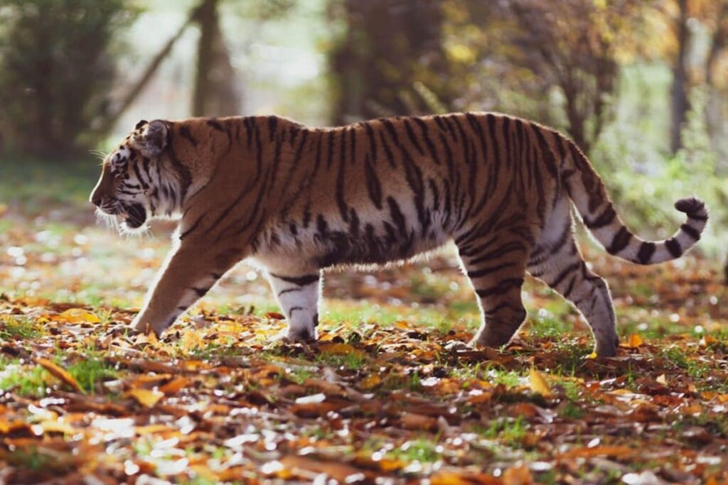 Tiger Attack In UP's Pilibhit: Farmer Mauled To Death, 6th Incident In Two Months