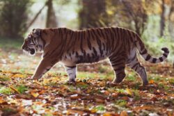 Tiger Attack In UP's Pilibhit: Farmer Mauled To Death, 6th Incident In Two Months