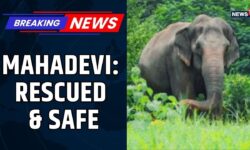 Mahadevi the Elephant Finally Rescued After Years of Abuse | Her Healing Journey at Vantara Begins