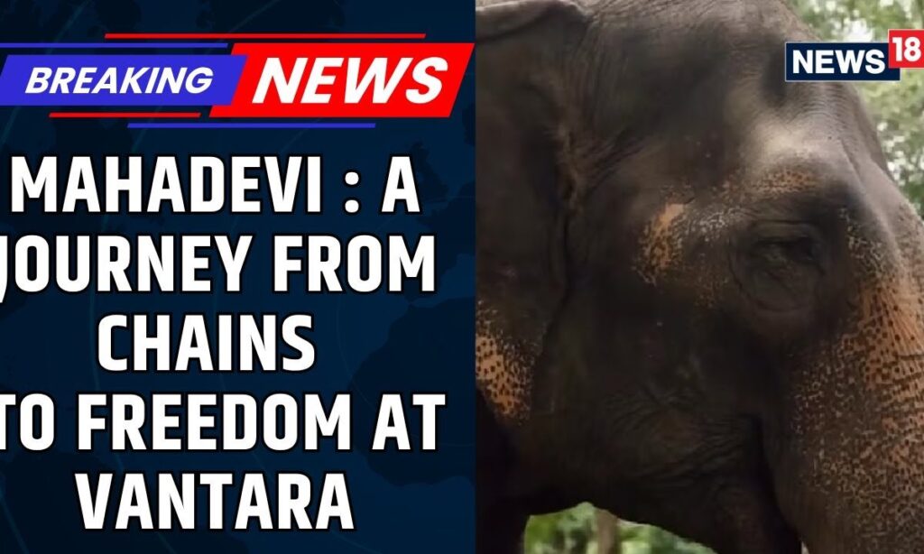Mahadevi The Elephant: A Journey From Chains To Freedom At Vantara | Vantara Elephant News